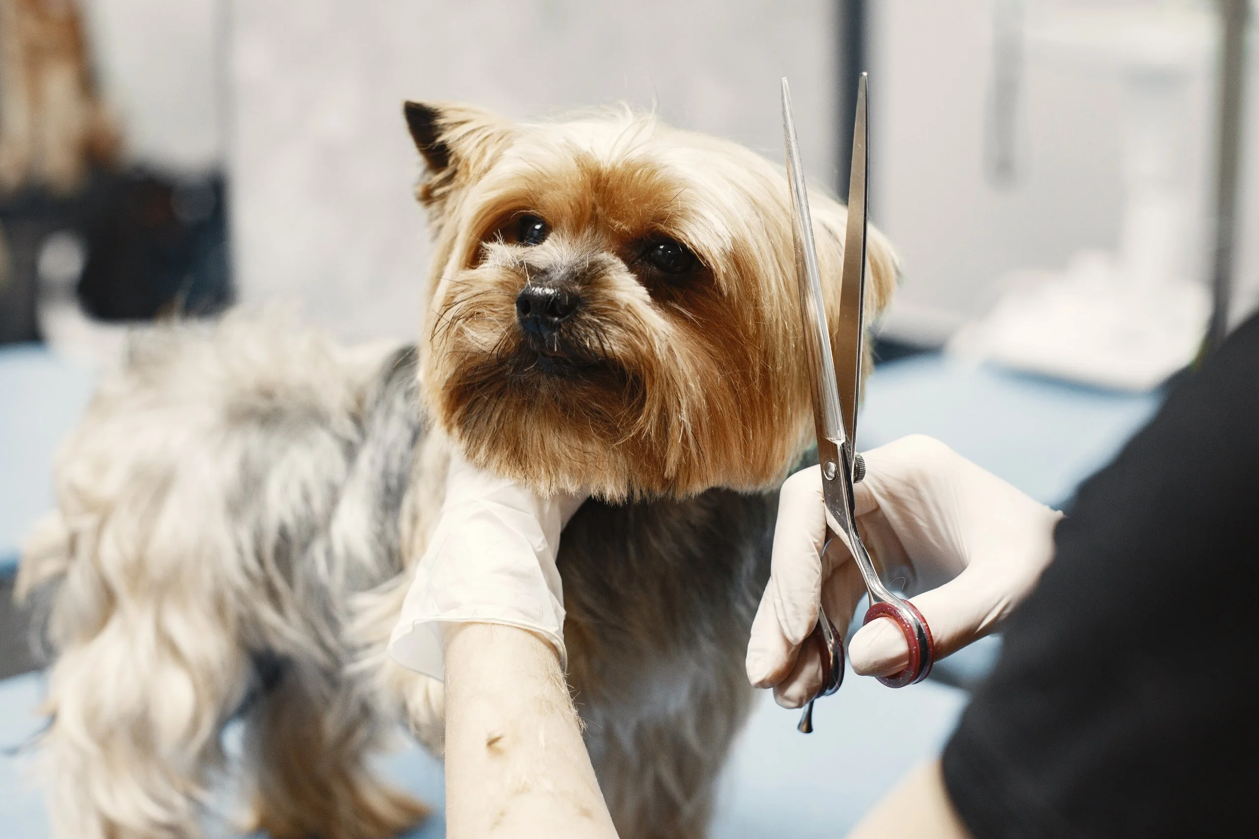 Visibull Pet Care Industry Blurb